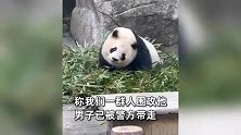 男子拿整瓶可乐扔向大熊猫，正在吃竹子的兰香受到惊吓：男子已被警方带走