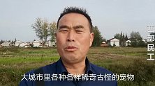 农村女老板3800元买英国斗牛犬，养2岁像个小老虎，不值钱了