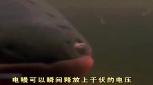 凶猛鳄鱼发现水中有动静，上前猛地一咬，结果瞬间毙命！
