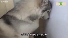 4岁小孩掉进猩猩园，又被猩猩疯狂拖拽，镜头拍下全过程