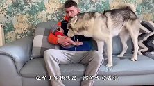 当哈士奇遇到“小主人”，狗狗的反应亮了，主人：没白疼