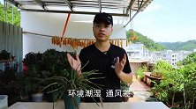 兰花感染白粉虱，花农教你快速解决，以及预防的方法