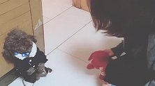 泰迪妈妈脾气不小，往后我需要谨慎行事！