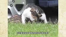 这是真正的躺枪，一只看热闹的狗狗,莫名招来一顿暴揍