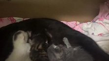 出生七天的小猫被同伴欺负，为了吃奶费劲力气，真的太难了