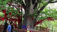 胖姐参观树龄1750年的银杏树，顺便去蹭饭，朋友11个菜招待