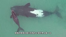 鲸鱼一心求死，拼命往岸上游，专家剖开肚子后不淡定了