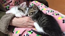 两只小奶猫窝在主人腿上呼呼大睡，看到睡姿，心都忍不住要化了
