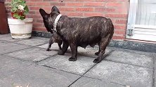 超想跟妈妈玩耍的斗牛犬宝宝,妈妈很是无奈,真的好皮啊