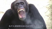 猩猩模仿饲养员“上瘾”，火遍网络后，更是走出六亲不认的步伐！