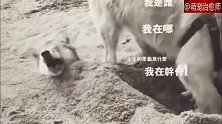 以为金毛挖土救哈士奇的，却差点把它埋了，二哈：你是来救我的？