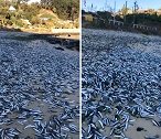 智利数千条死鱼被冲上岸 密密麻麻堆满海滩