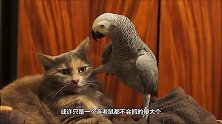 16岁老猫收养了一只松鼠猴，每天缠在猫身上不下来，太可爱了吧