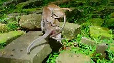 是什么情况，断掌猴妈背了两只猴子，猴妈都快不行了！