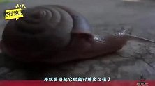 “慢吞吞杀手”锥形蜗牛，动作慢毒性强，看完大开眼界