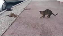 猫咪在路上遇到一条大章鱼，上去就是咬一口，接下来出乎意料