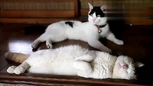 猫咪真幸福，睡觉还有同伴在一旁守着