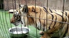 老虎喝盆盆奶到一半，不料被猫咪打扰，接下来的反应也是没谁了