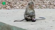 小猴子宝宝绝对拥护猴妈妈，它对猴妈妈有着谜之一样的信任