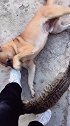 猫：狗哥来给我按摩下！
