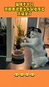 猫咪不平凡，双脚舞动要当乐队指挥官，太搞笑了