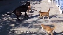 4只猫咪狂揍1条狗狗，场面一度失控，网友：这是什么仇什么怨