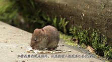 老鼠下场有多惨？为老鼠准备的“断头台”，其狠辣程度名列前茅！
