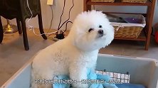 为何说“鸡犬不宁”？它们之间还有恩怨，看完笑掉大牙！