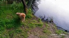 博美犬以为主人有危险，在湖边急的团团转，最后跳进湖里太感人