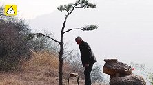 老人深山投喂野生锦鸡，建摄影点吃住收费：没想靠这赚钱
