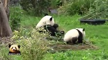 熊猫宝宝梦圆兴高采烈地奔向大澡盆，超萌屁屁可爱无敌