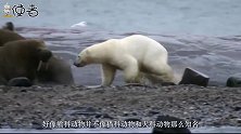 世界上最大的食肉动物，有它在的地盘，狮子和老虎就不是百兽之王
