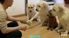 主人给狗狗们吃苦瓜，狗狗们一致对外，让小泰迪吃苦瓜，太坏了