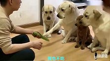 主人给狗狗们吃苦瓜，狗狗们一致对外，让小泰迪吃苦瓜，太坏了