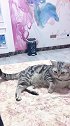 猫：有话好好说，你别咬我呀！