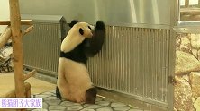 熊猫结浜知不知道在隔壁走来走去的那位，就是自己的爸爸呢？