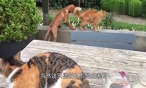 喵星人看见自己家的汪星人被别家的猫揍了,立马冲上去干架!