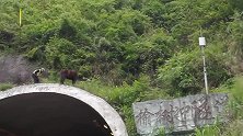 谁的马？站隧道顶上发呆，进退两难