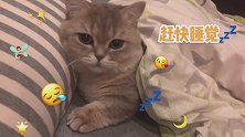 让我康康谁又要晚睡？猫 萌宠