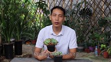 给多肉施肥，谨记这3大错误，不然不但上不了色，长不旺，还烂根