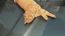 猫咪躺在引擎盖上晒太阳，在上面扭呀扭呀，结果把自己滑下去了