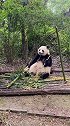 大胸猫，吃竹杆子，看着很有食欲国宝熊猫 熊猫