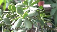 想要将玉树养开花，记得2勤，1多，1忌，一到时候自然满头花