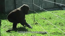 猩猩界的“科学家”，能毫发无损穿过电网！网友科学家都是疯子