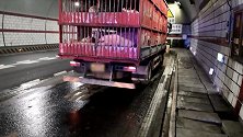 浙江：为给猪冲水降温！司机车停隧道打开消防栓