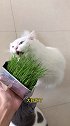 种一盆猫草，就能拥有好多小猫咪养猫 猫草