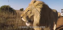 狮子咬住车尾不松口，小伙立马踩油门，饿极了啥都吃