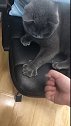 猫：真幼稚，这谁不会玩呀，小孩子玩的！