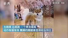 醒狮班安排！小柴犬表演“自创舞狮”