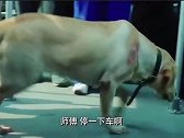 通人性的警犬跑丢了，没想到自己还会坐车回家，终于见到了主人！
